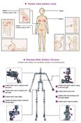 Real Doll Sex 166CM, Small Breast Sex Doll WM, Silicone Sex Doll for Men by AUTOMATIC WOMAN